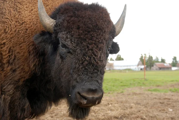 Nahaufnahme Porträt eines amerikanischen Büffels (Bison)). — Stockfoto