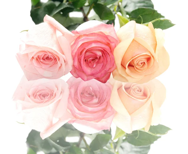 Απομονωμένη παστέλ τριαντάφυλλα σε έναs άσπρο πλάτη: — Φωτογραφία Αρχείου