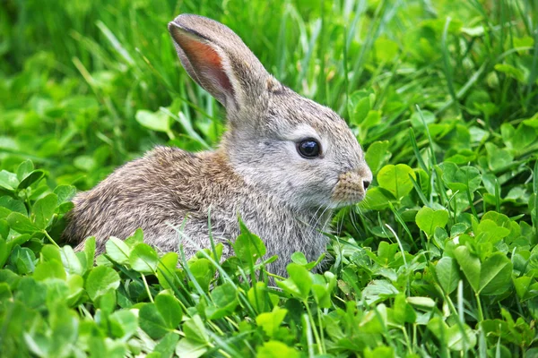 Маленький кролик на зеленому газоні — стокове фото