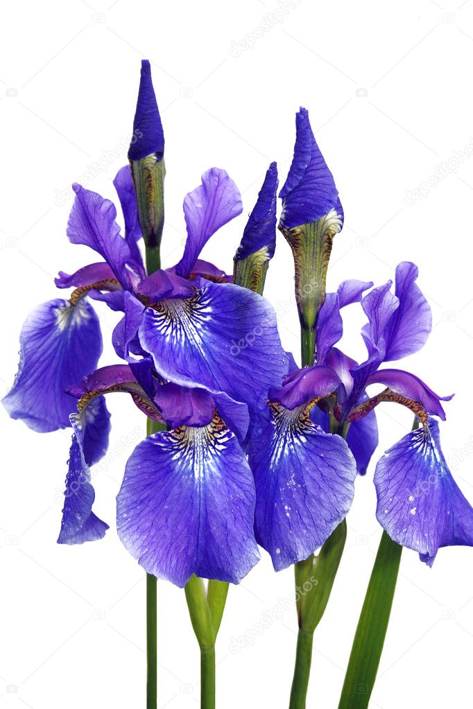 Blue isolated irises
