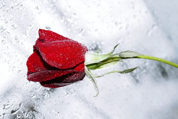 Bordó růže v ranní Rosa — Stock fotografie