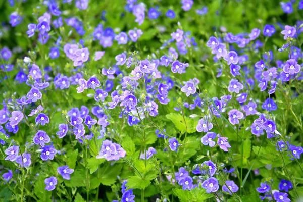 Fält av blå blommor — Stockfoto