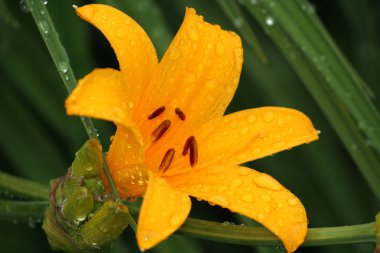 Beautiful orange lily clipart