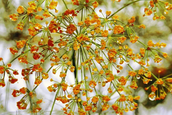 Stock image Fennel umbrella