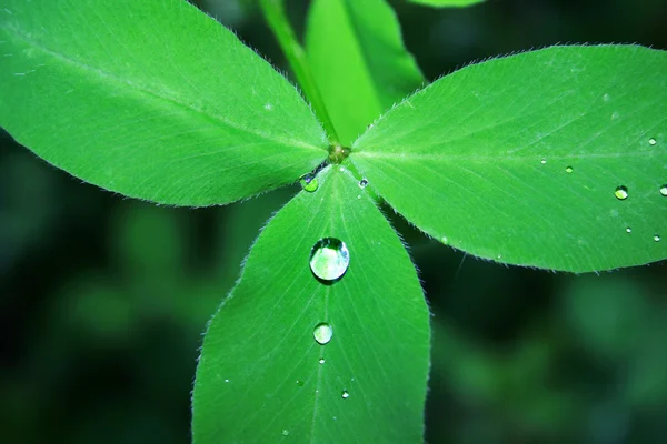 Clover leaf with drop — Stock Photo, Image