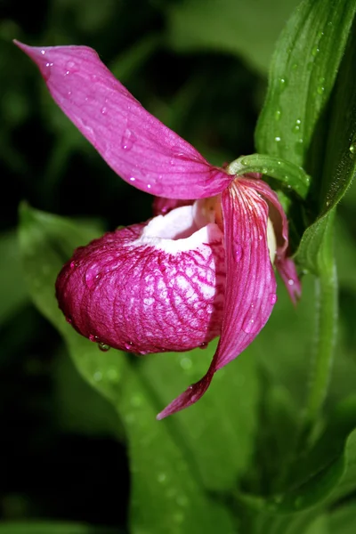 Vonzó kecses orchidea — Stock Fotó