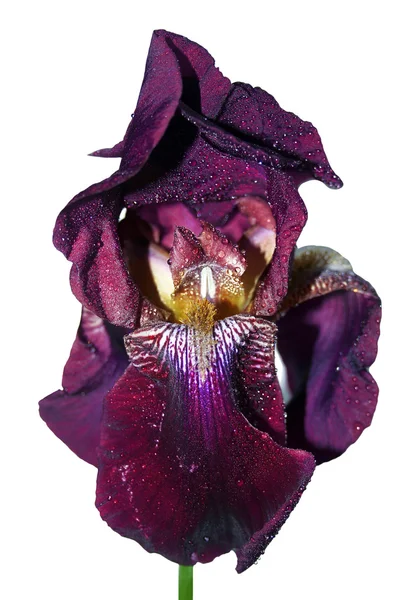 Isolated iris — Stock Photo, Image