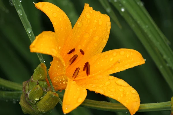 Piękny pomarańczowy lilia — Zdjęcie stockowe