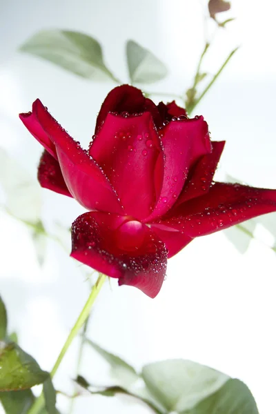 Rosa de clarete aislada — Foto de Stock