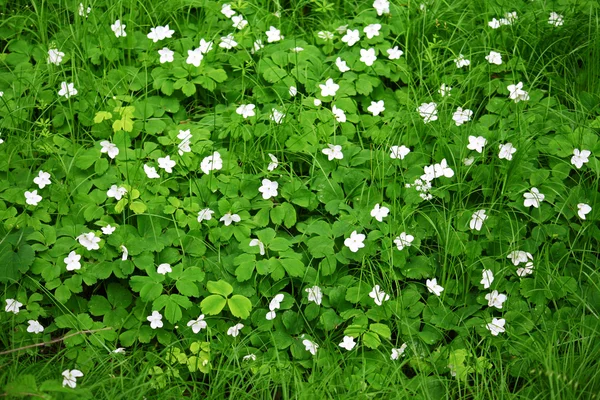Fältet av vita blommor — Stockfoto