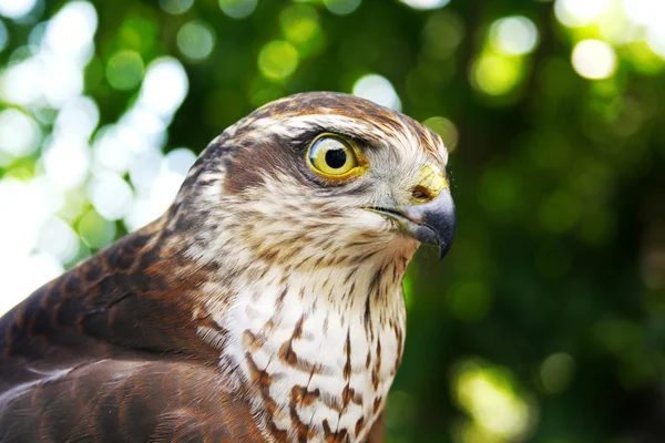 stock image Falcon portrait