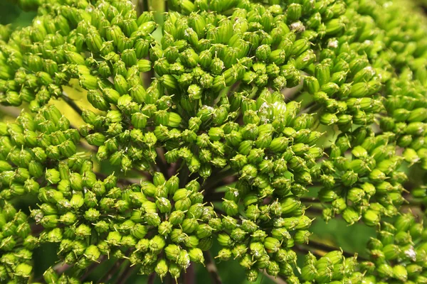 stock image Elder green flowers