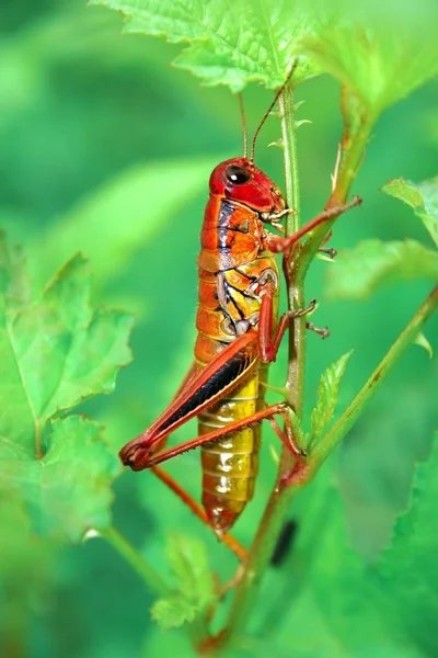 stock image Red grasshopper on a grass