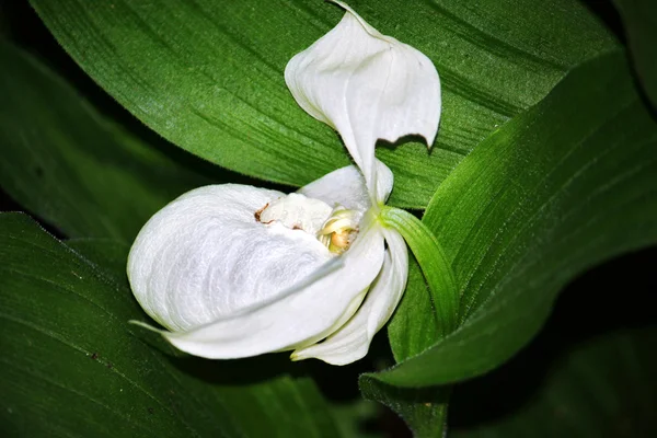 Attraktiv vit orkidé — Stockfoto
