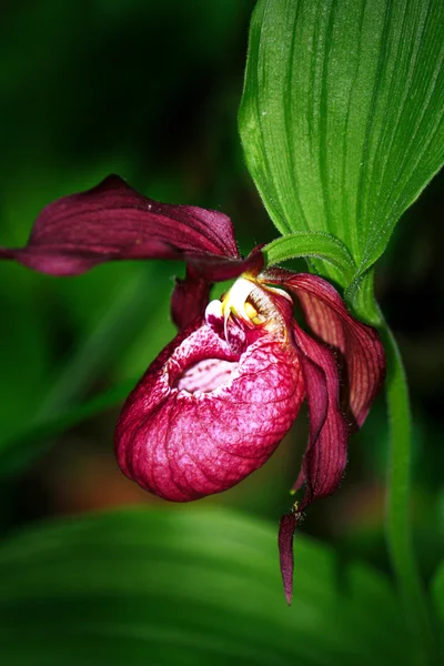 stock image Attractive claret orchid