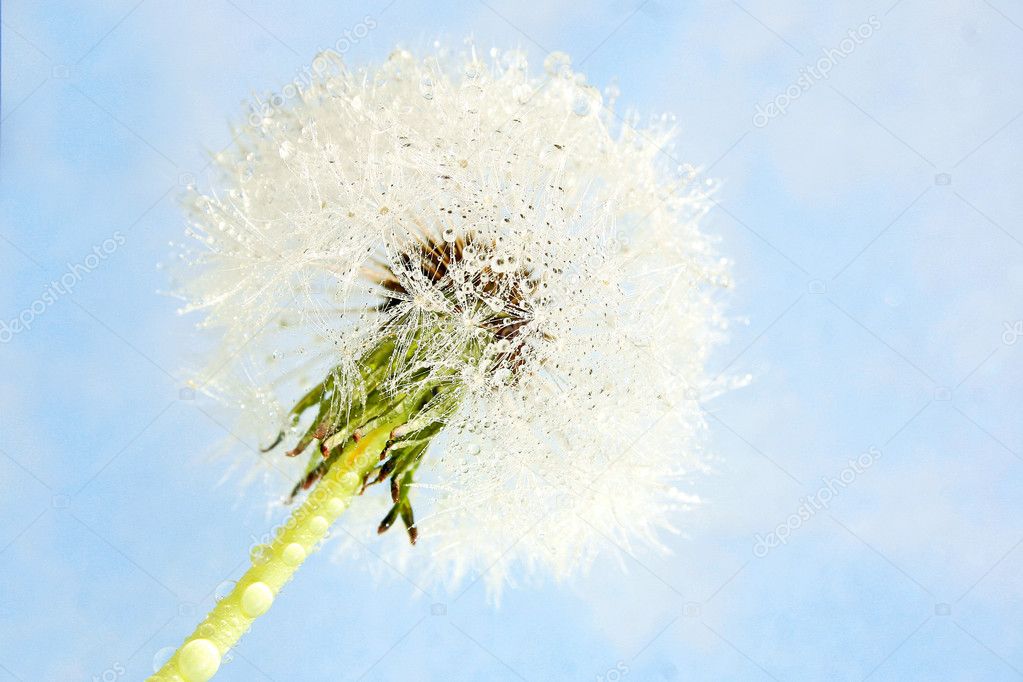 Abstract dandelion on a blue background