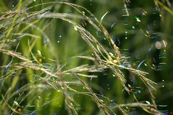 Abstraktní tráva s mýdlové bubliny — Stock fotografie