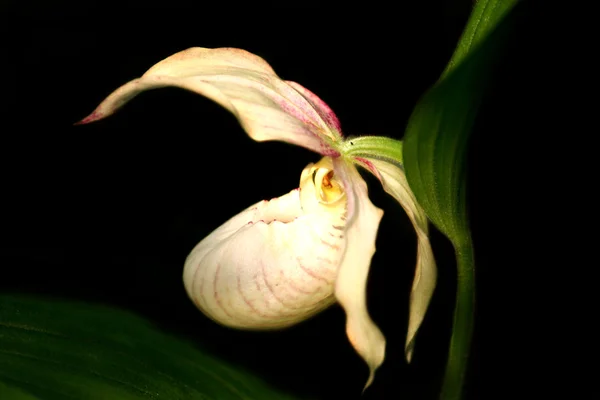 Attraktiva beige orkidé — Stockfoto