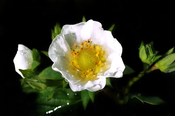 Izolované jahodový květinku — Stock fotografie