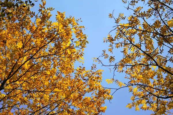 Φωτεινό φθινόπωρο φύλλα με το γαλάζιο του ουρανού — Φωτογραφία Αρχείου
