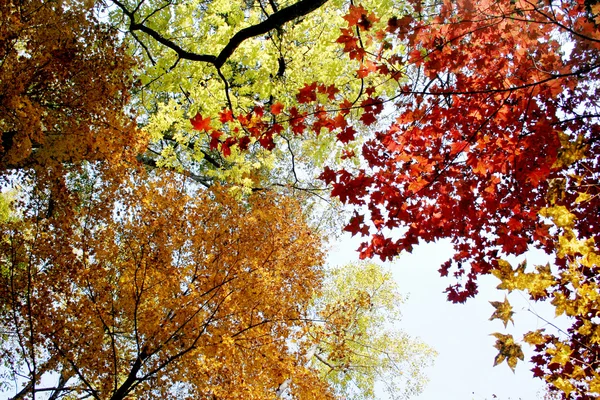 Цветные осенние листья с небом — стоковое фото