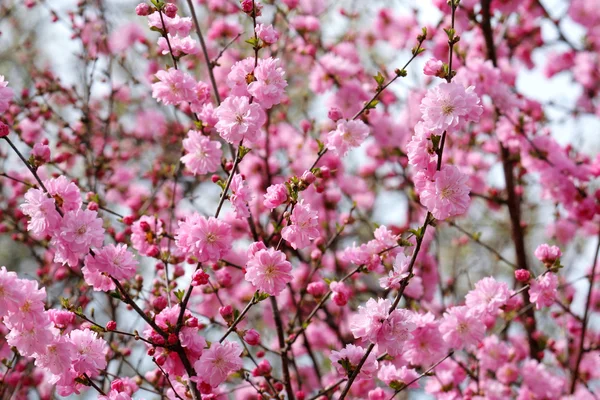 stock image Oriental sherry flowers