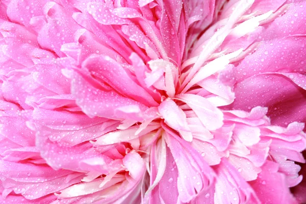 Pion blomma bakgrund — Stockfoto