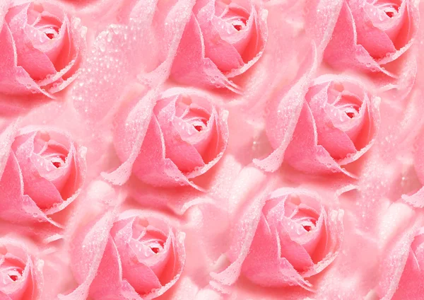 Rosas rosa abstrato de volta — Fotografia de Stock
