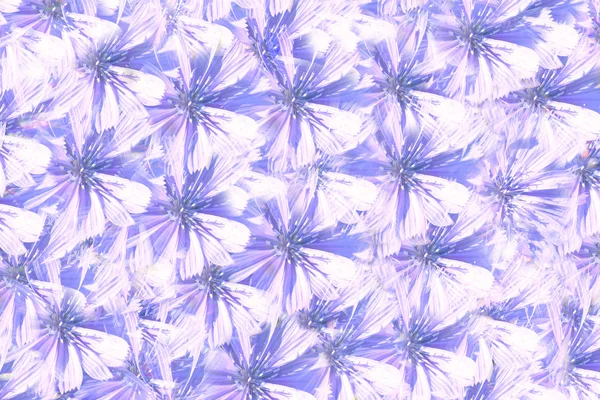 Chicory flowers back — Stock Photo, Image