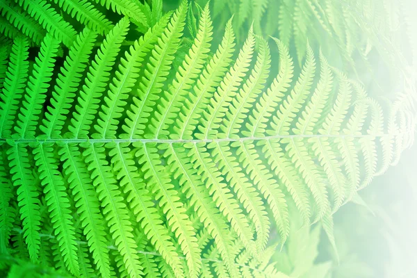 Forest fern back — Stock Photo, Image