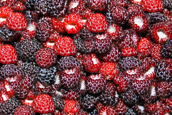 Fresh juicy berries back — Stock Photo, Image