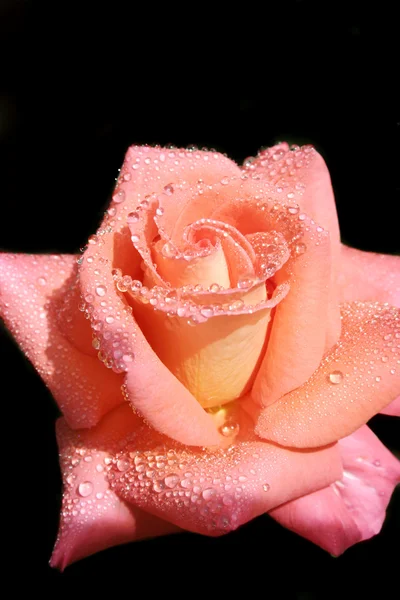 Izolované krásné růžové růže — Stock fotografie