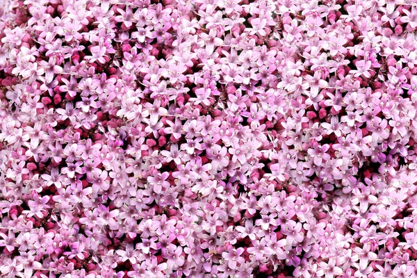 Tavaszi virág lavina — Stock Fotó