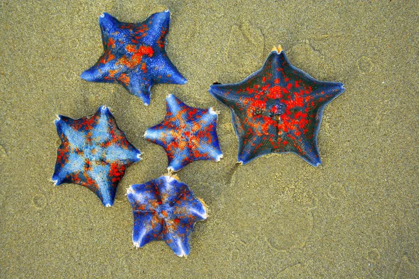 Starfishes em uma areia — Fotografia de Stock