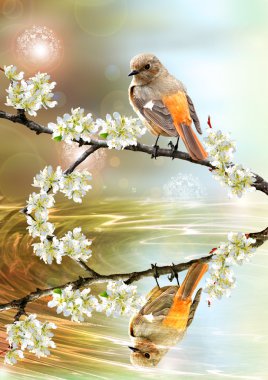 Beautiful bird looking in the pound clipart