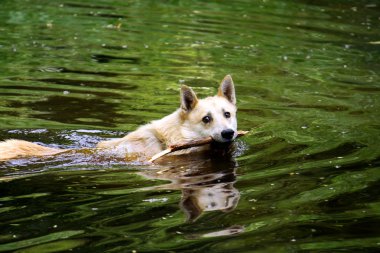 Yüzme köpek