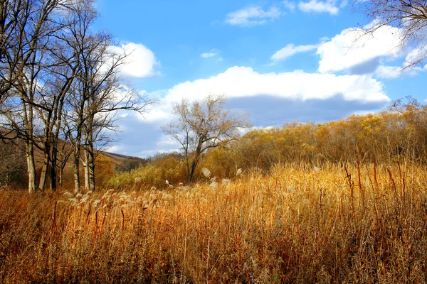 Herfst veld — Stockfoto