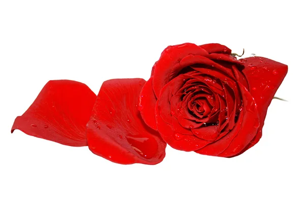 Hermosa rosa aislada sobre un blanco —  Fotos de Stock
