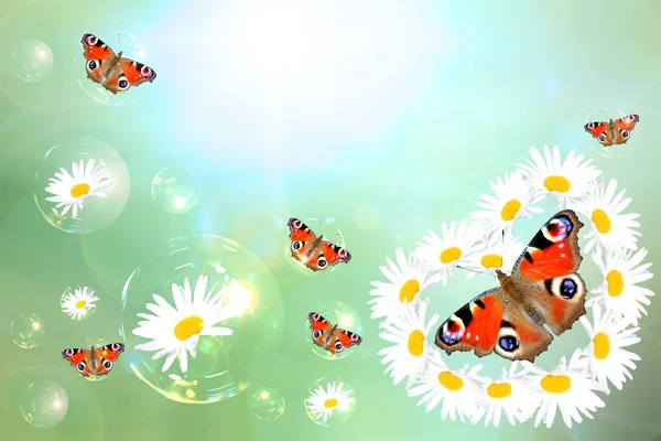 격리 된 나비와 chamomiles — 스톡 사진