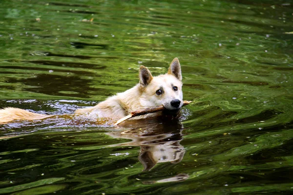 Stock image Swimming dog