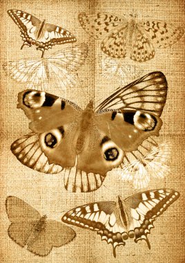 Grunge canvas back with butterflies clipart