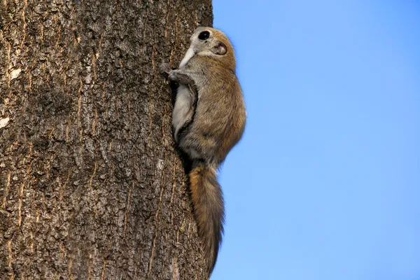 Attractive squirrel-letjaga on a tree — Stock Photo, Image
