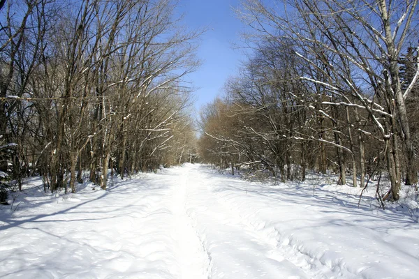 Beautiful morning in winter forest — Zdjęcie stockowe