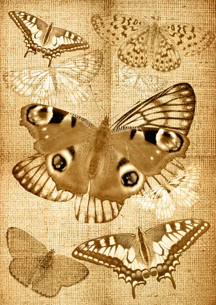 蝴蝶带回来的 grunge 画布 — 图库照片