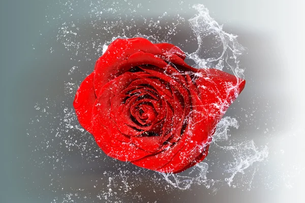 Изолированная роза и брызги воды — стоковое фото
