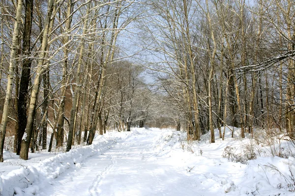 美丽的冬天大道 — 图库照片