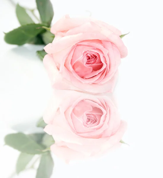 Όμορφο τριαντάφυλλο σε ένα λευκό στούντιο πίσω — Φωτογραφία Αρχείου