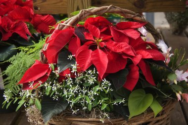 Christmas Poinsettia and Ferns Basket clipart