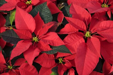 Red Christmas Poinsettias clipart