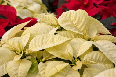 beyaz Noel poinsettias